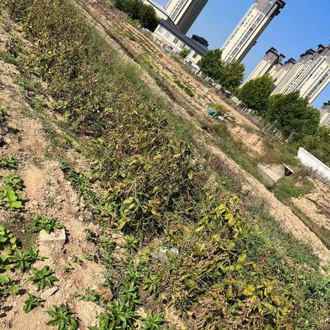 庆丰收促和美—华龙区实验小学庞清雅