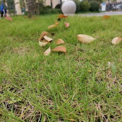 《追寻金色的秋天》 建始民族小学二（6）班杨谷悦颖