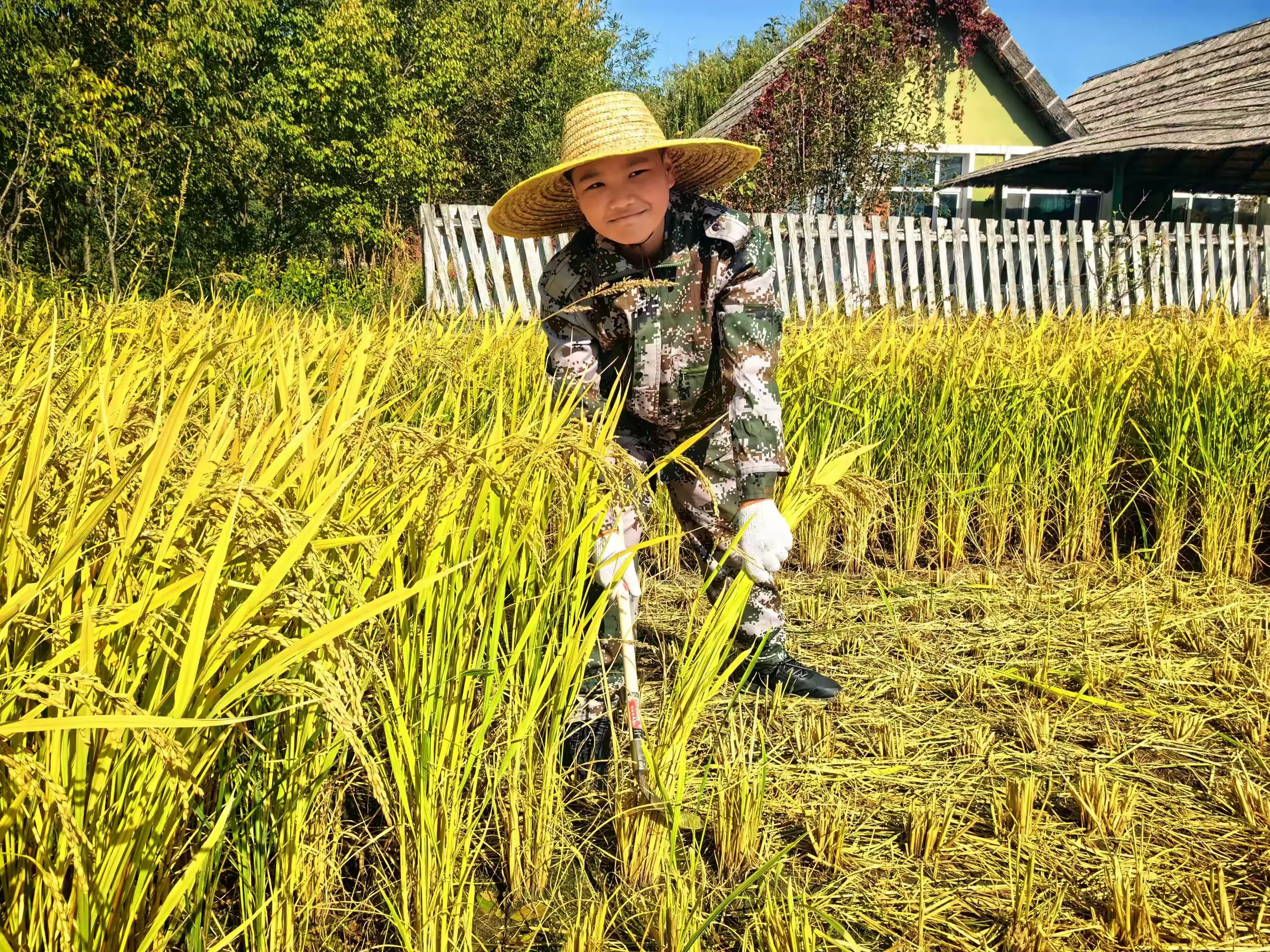 简篇-稻花香里说丰年~秋天的味道——力旺实验中学7年15班 社会实践活动