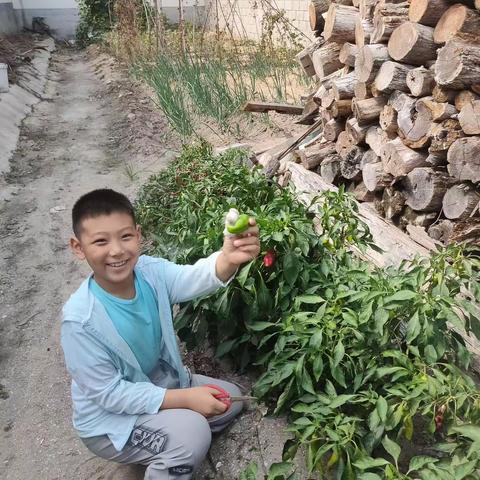 迎双节 我劳动 我快乐 二年级三班 张家硕