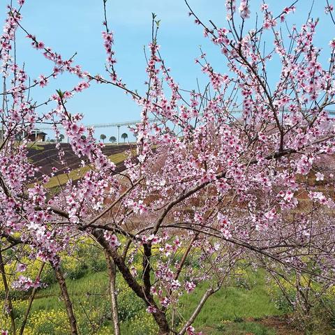 茶香花海，春风解意，共赴春约—2024年高一研学活动2303班