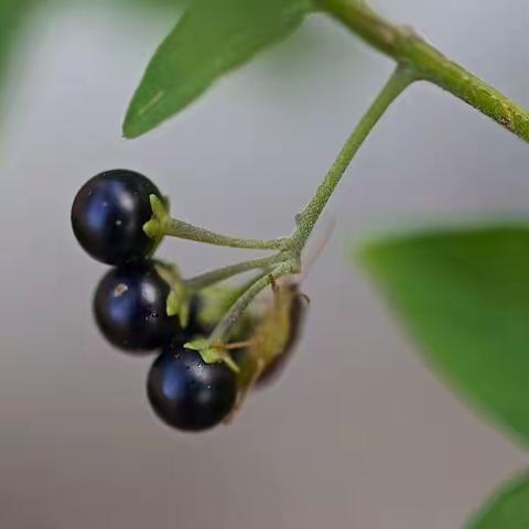 石燕湖2310班吴天佑生物作业