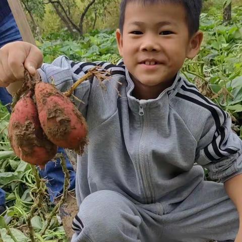 “体验秋收秋种， 争做田间小能手”