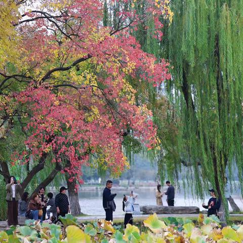 莫愁湖公园