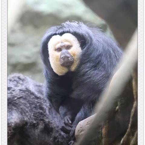 南京冬日里的红山动物园