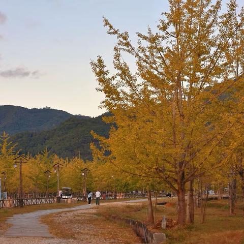 腾冲银杏村赶紧避坑，别再被网红P图骗了！