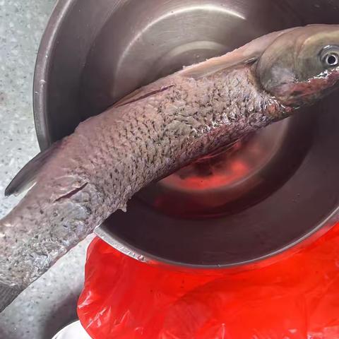 国庆生物作业———观察鱼的形态并制做一道菜￼￼