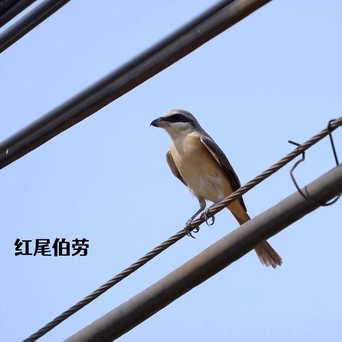 滕州市木石镇丘陵区域红尾伯劳