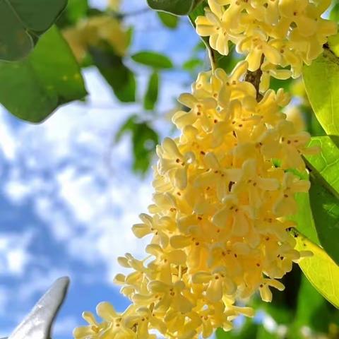 又是一年丹桂香，满院芬芳度黄昏。