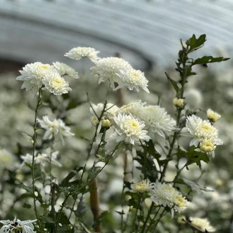 “小菊花”托起群众增收致富梦