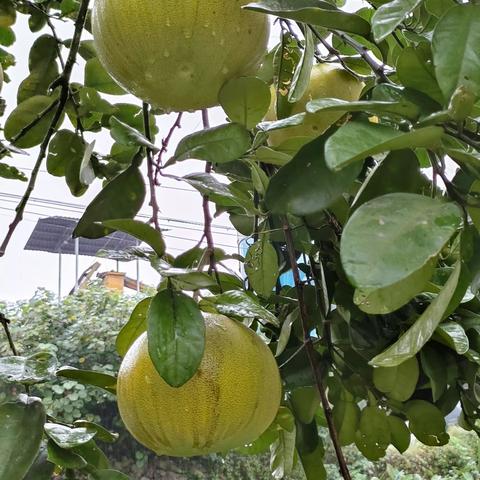秋分