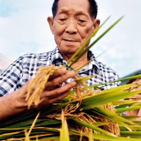袁隆平  首届国家最高科学技术奖得主、杂交水稻之父