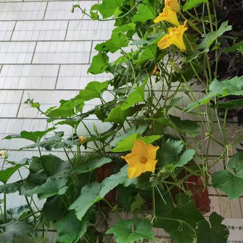 清明探气象