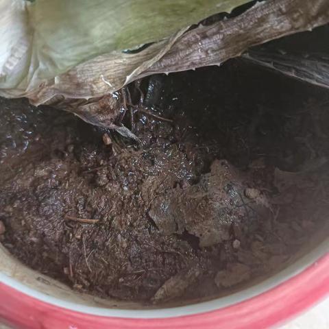 土壤与植物的观察