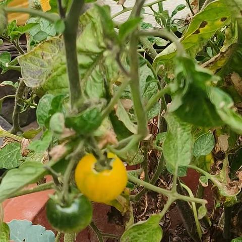 【 附中学子这样过国庆】“秋收在即丰收在望”——忻州师范学院附属中学初一15班李欣苒2023年中秋国庆假期 实践活