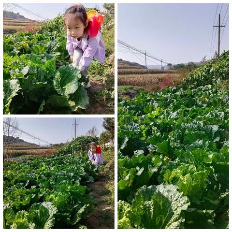 收获的季节