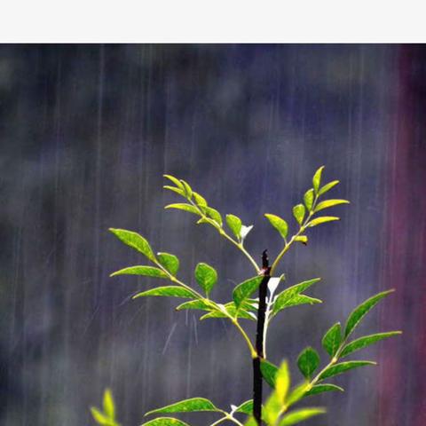 金秋十月                                                                   七（2）班 喻佳琪