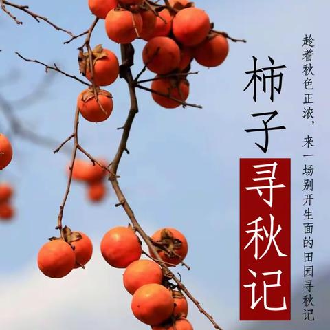 1014快乐童城之柿子寻秋记🍊🍊