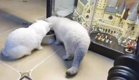 英短猫咪深度解析