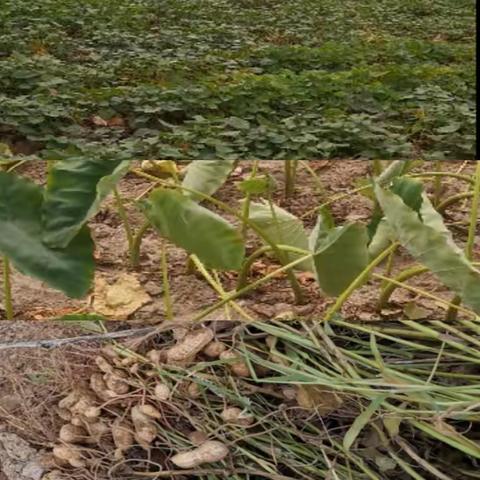 “挖地瓜”劳动实践活动 成果报告