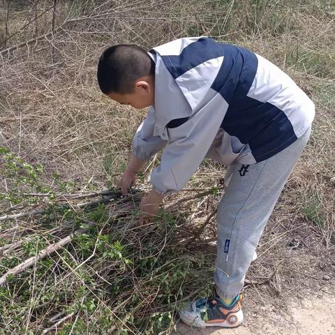 劳动最光荣，实践出真知——— 康城小学劳动实践活动