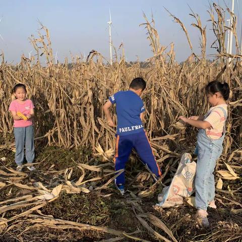 相约金秋，劳动最美——华龙区实验小学劳动实践活动