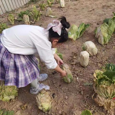 莫问收获，但问耕耘——平潭街小学一（3）班 张唯诗