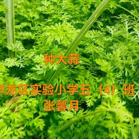 种大蒜 华龙区实验小学五（4）班               张馨月