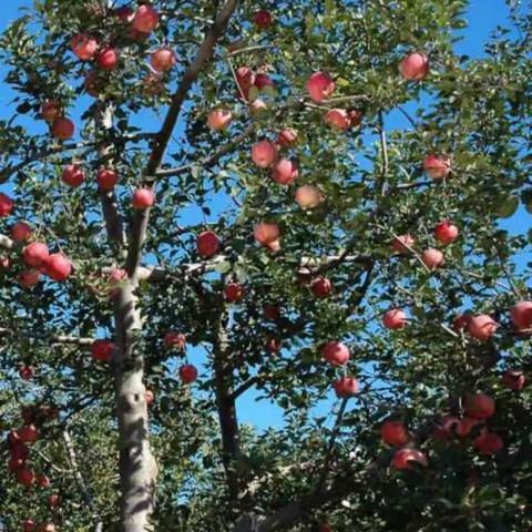 【附中学子这样过国庆】——秋收“椒”响曲  忻州师范学院附属中学初1班薛智勇2023年国庆假期实践活动小记