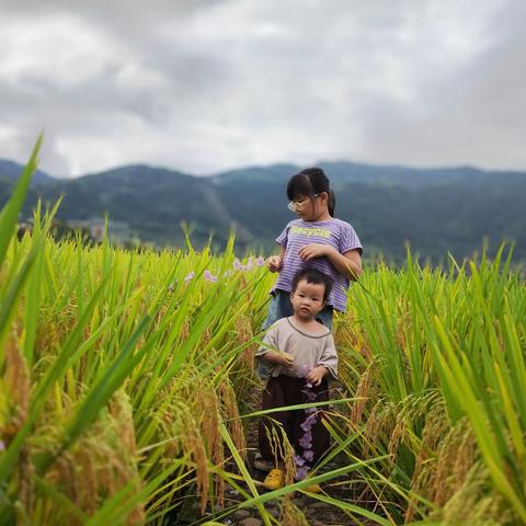 《二十四节气之立秋》叶诗涵四年级（5）班