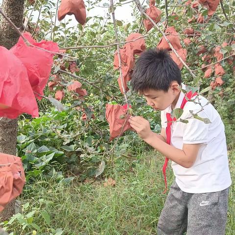 劳动美丰收乐——劳动实践    三年级（三班）王茂骅