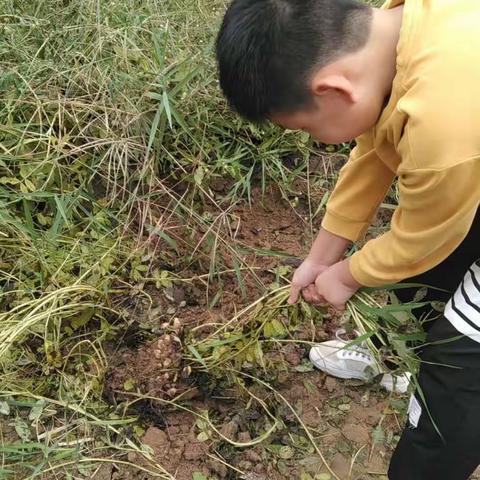 “收花生”劳动实践活动--华龙区实验小学四四班王秀喆