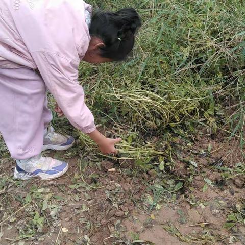 “收花生”劳动实践活动-华龙区实验小学五六班李晨曦