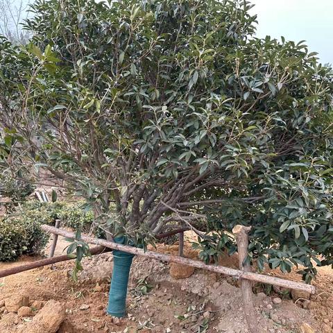 泉心河林地信息