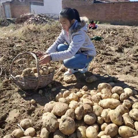 “庆丰收，促和美”忻州师范学院附属外国语中学劳动实践