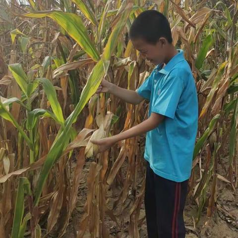 “庆丰收促和美”定襄县二中初一285班杨彬毅