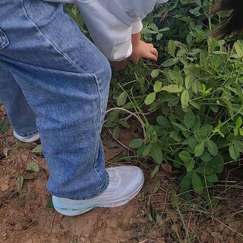 “秋收的季节，每一分辛劳都有金黄的收获”华龙区实验小学二三班李佳玥劳动实践