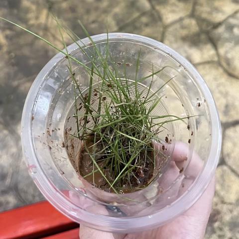 中秋国庆七年级生物实践作业                      2309班张旭46号