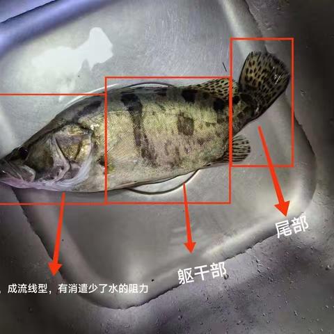 鱼的构造 c2208曾宇鸿