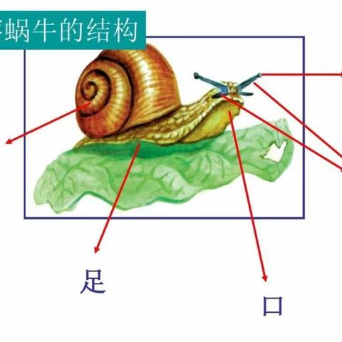 蜗牛观察日记（副本）