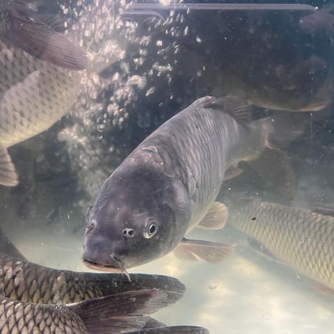 ［郝婉婷］￼生物调查