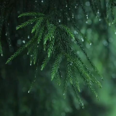 以诗为祭，慰藉思念