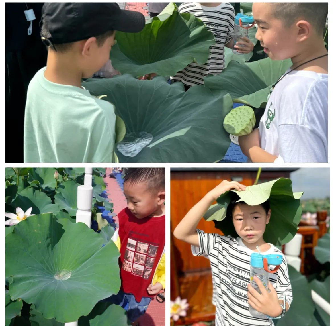 简篇-以【荷】之名,赴一场盛夏之约
— —新港小学105班亲子研学活动