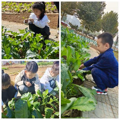 东沙河小学一年级一班劳动实践活动——探索自然世界——