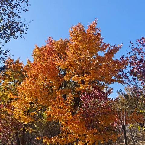 秋日烂漫，一起“趣”踏秋——群科镇木哈幼教点踏秋实践活动