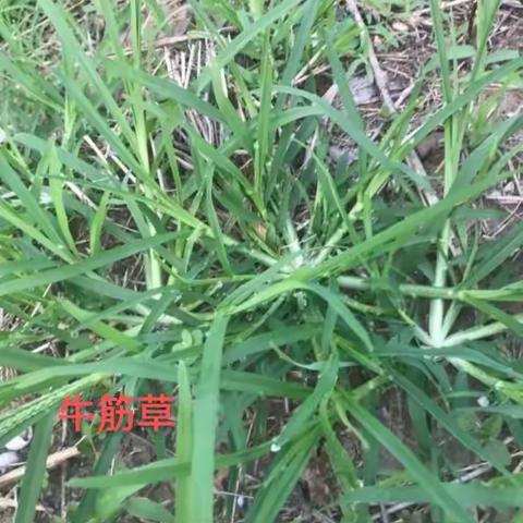 607班 罗改芸 许峻溥  武怡瑶   魏涛   王雨旋       生物调查