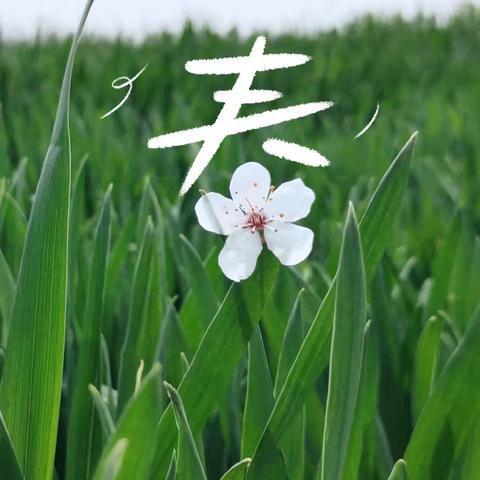 四季之景