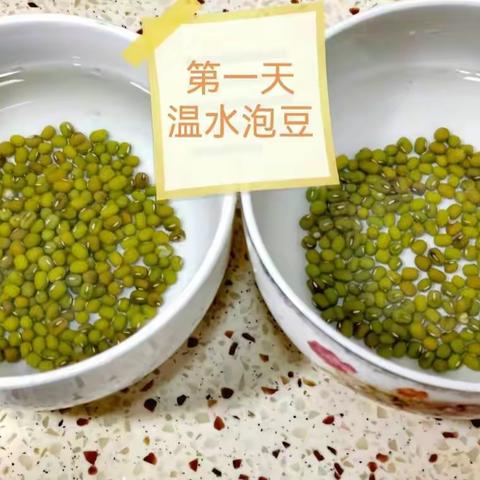 豆芽四天发芽过程