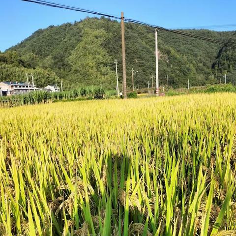 尘埃里的花朵