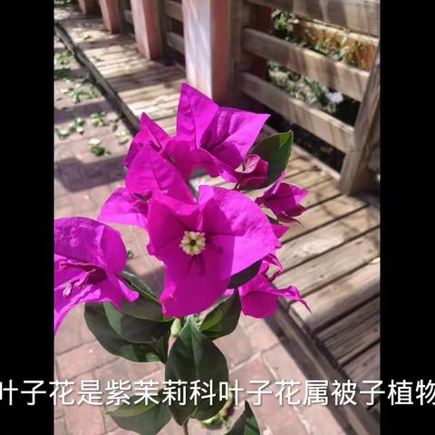 官渡区冠益学校七年级一班 吉润 指导教师陆遥遥